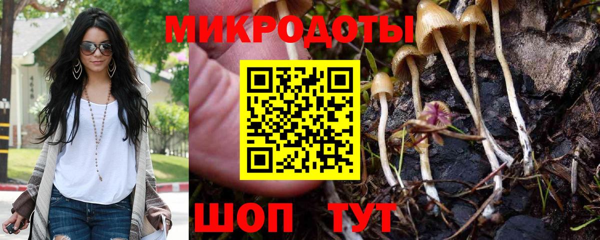 Галлюциногенные грибы Psilocybe Муром